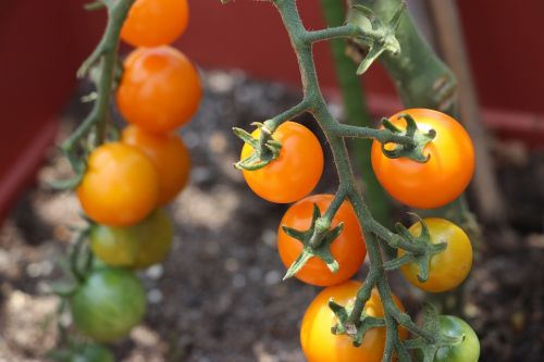 Daržovės, Pomidoras, Mini Pomidorų