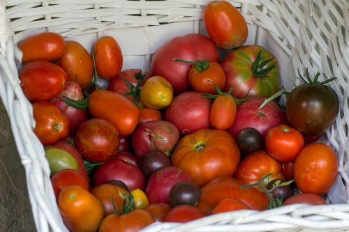 Daržovės, Pomidorai, Krepšelis, Sodo Pomidoras
