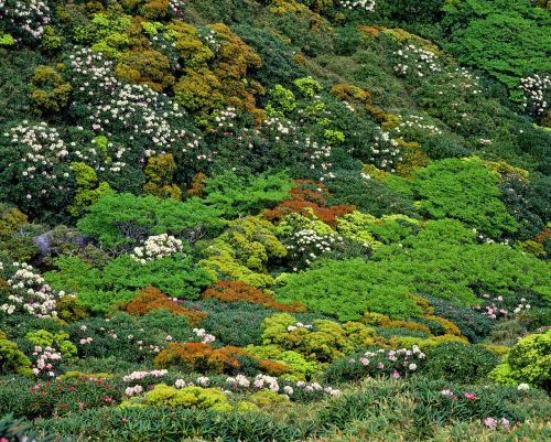 Augmenija, Yakushima Highland, Jakas - Rododendrai, Birželis, Pasaulio Paveldo Regionas, Japonija
