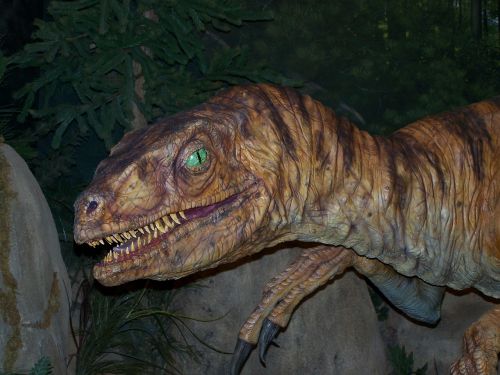 Velociraptor, Dinozauras, Ropliai, Priešistorinis, Mėsėdis, Muziejus, Ekspozicija, Netikrą