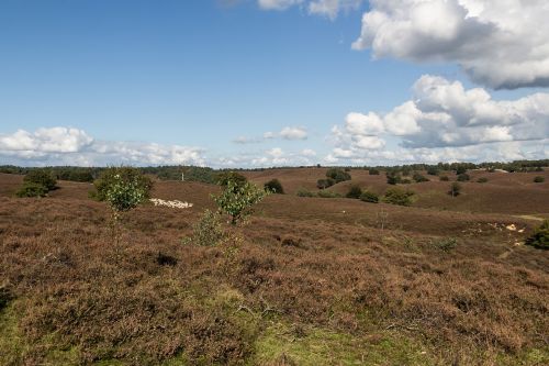 Veluwe, Heide, Kraštovaizdis, Nyderlandai, Gamta, Mėlynas Dangus, Oras