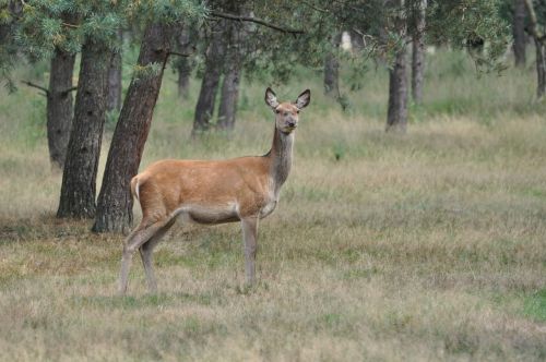 Veluwe, Įvertinti, Gamta, Fauna