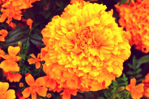 Aksominė Gėlė, Marigoldas, Oranžinė, Gėlė, Augalas, Tagetes Erecta, Vasara, Saulėtas, Žiedynas