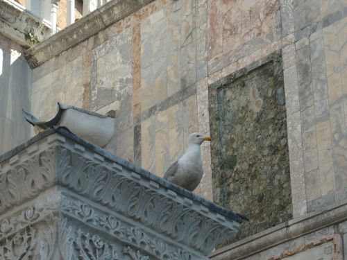 Venecija, Paukštis, Kajakas