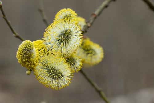 Verba,  Filialas,  Pobūdį,  Augalų,  Gėlė,  Medis,  Žydėjimas