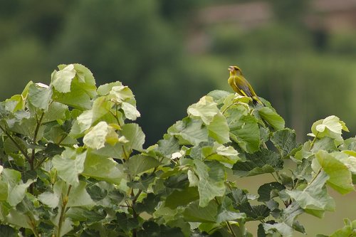 Verdis,  Paukščiai,  Aveyron,  Pobūdį,  Gyvūnai,  Plunksnos