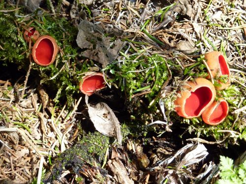 Vermilion Kelchbecherling, Grybai, Raudona Kelchbecherling, Sarcoscypha Kokcinea, Raudona, Grybai, Miškas, Gamta, Miško Paklotė