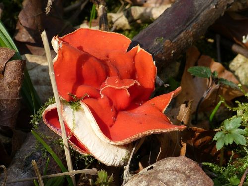 Vermilion Kelchbecherling, Grybai, Raudona Kelchbecherling, Sarcoscypha Kokcinea, Raudona