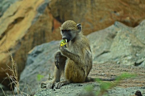Vervetas Beždžionė, Afrika, Laukinė Gamta, Gėlės, Gamta, Geltona