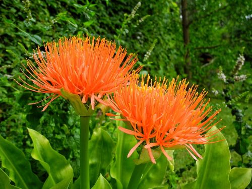 Vérvirág, Scadoxus, Gėlė, Oranžinė Gėlė, Oranžinė, Augalas