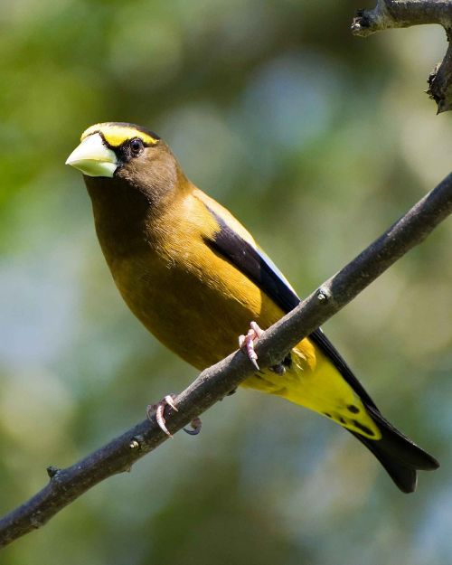 Vespertinus, Kokcotrauzai, Paukštis, Vakaras, Grosbeak, Paukščiai, Gyvūnai, Fauna