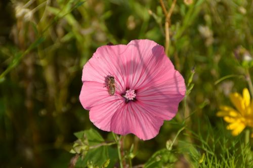 Vetch, Rožinis, Gėlė, Sodas, Gamta, Žiedas, Žydėti