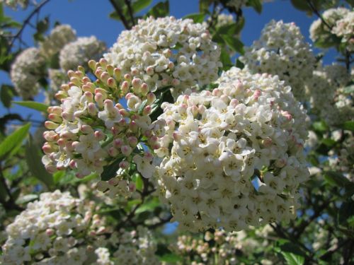 Viburnum Utile,  Paslaugos Viburnum,  Krūmas,  Flora,  Žydi,  Žiedynas,  Botanika,  Rūšis,  Augalas