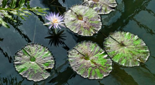 Victoria Amazonica,  Vanduo,  Lelija,  Tvenkinys,  Didelis,  Lapai,  Flora,  Gėlė,  Baseinas,  Atogrąžų,  Gražus,  Lotosas,  Egzotiškas,  Žydi,  Vandens,  Be Honoraro Mokesčio