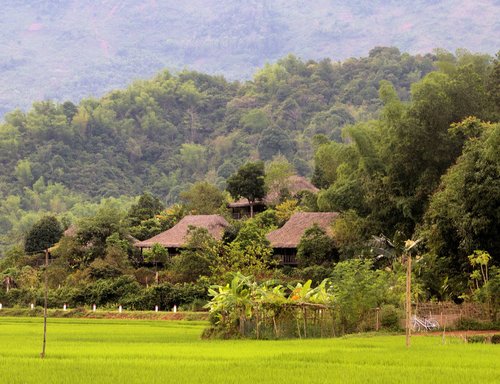 Vietnamiečių Kraštovaizdis,  Bambukas