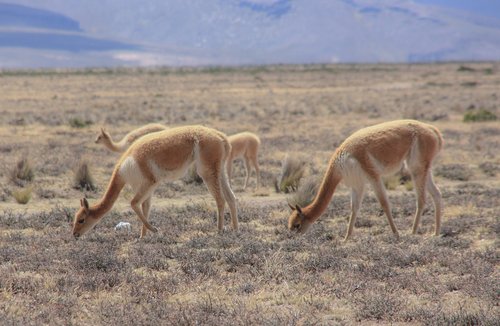 Vikjunja,  Laukinis Gyvūnas,  Altiplano,  Peru