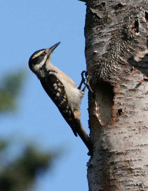 Villosus, Picoides, Plaukuotas, Paukštis, Dzenis, Paukščiai, Gyvūnai, Fauna