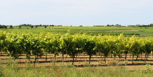 Vynmedis, Vynuogynas, Cep, Vynuogė, Vynuogynai, Kultivuoti, Laukas, Charente, France
