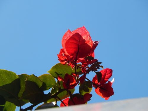 Vynmedis, Augalas, Raudona Gėlė, Santa Rita
