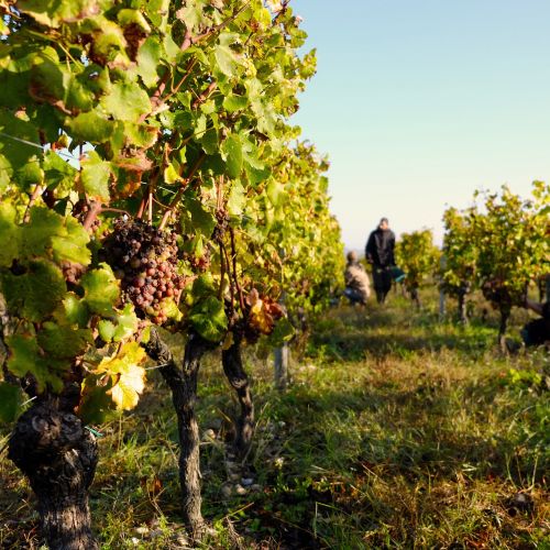 Vynmedis, Derlius, Céronai, Bordo, Aquitaine, Pdf
