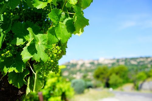 Vynuogynai, Vynuogės, Subrendęs, Žalias, Gordes, France, Vynuogių Auginimas