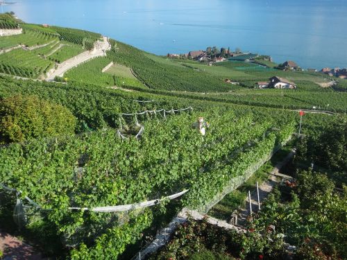 Vynuogynai, Šveicarija, Ežero Geneva, Vynuogė
