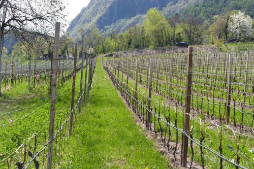Vynuogynai, Skyrius, Pavasaris, South Tyrol