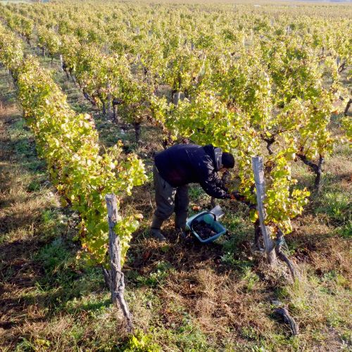 Vynuogynai, Vynuogių Augintojas, Derlius, Céronai, Bordo, Aquitaine, Pdf