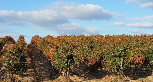 Vynuogynas, Rioja, La Rioja, Lyng