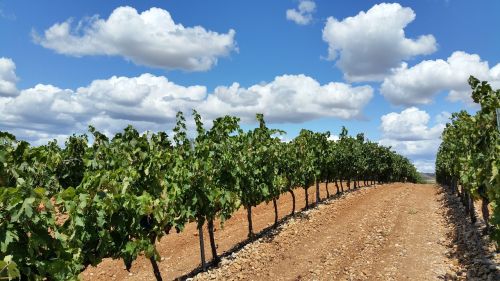 Vynuogynas, Laukai, La Rioja, Debesys