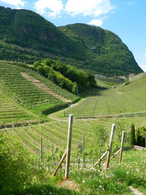 Vynuogynas, Vynuogės, Italy, Dolomitai