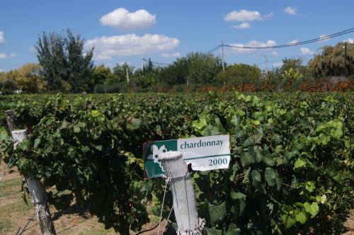 Vynuogynas, Mendoza, Vynas, Chardonnay