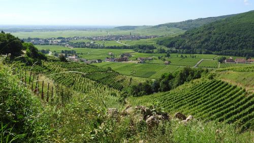 Vynuogynas, France, Alsace, Vasaros Kraštovaizdis, Vynuogininkystė