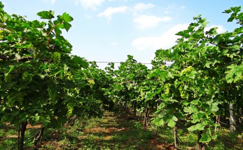 Vynuogynas, Vynuogių Vynuogių, Žemdirbystė, Ūkininkavimas, Karnataka, Indija