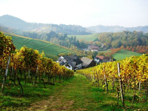 Vynuogynas, Oberkirch, Bottenau, Schlatten, Švelnus Hof, Ortenau, Ruduo, Auksinis Spalio Mėn .