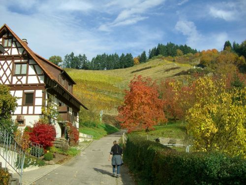 Vynuogynas, Ruduo, Spalvinga, Fachwerkhaus, Dangus, Mėlynas, Oberkirch, Ortenau