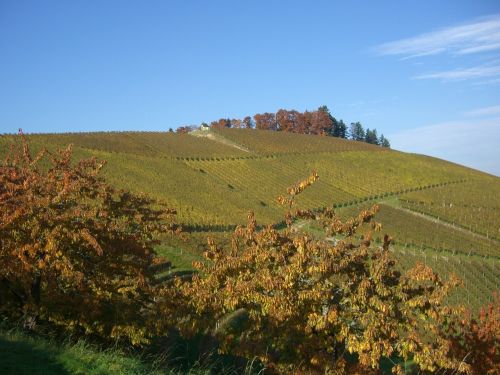 Vynuogynas, Ruduo, Bottenau, Auksinis Spalio Mėn ., Oberkirch