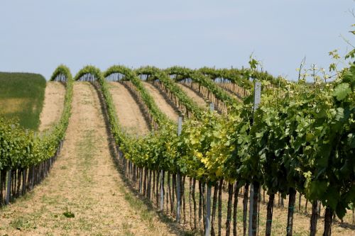 Vynuogynas, Vynuogynai, Vynmedis, Kraštovaizdis, Vynuogės, Gamta, Žalias, Vynuogių, Vynuogynai, Weinviertel, Mannersdorf, Rochusberg
