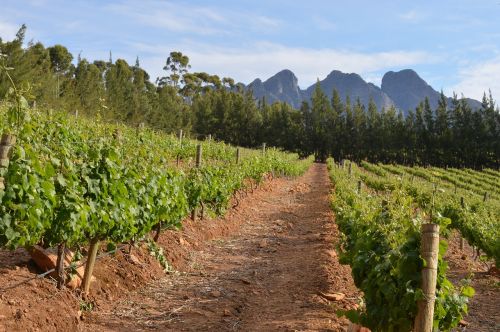 Vynuogynas, Cape Town, Pietų Afrika, Vynuogynai, Kraštovaizdis