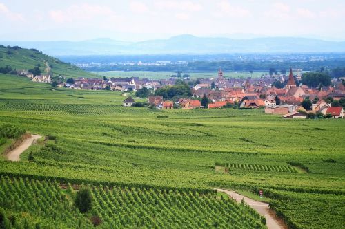 Vynuogynas,  France,  Žemdirbystė,  Vynmedis,  Vaizdingas,  Laukas,  Alsace
