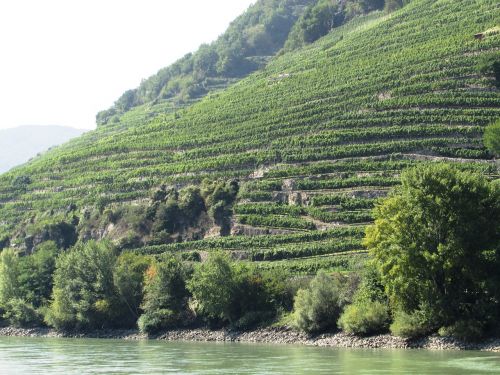 Vynuogynas, Nuolydis, Danubės Slėnis, Wachau, Austria