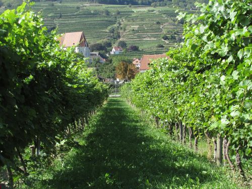 Vynuogynas, Wachau, Austria, Danube, Vynas