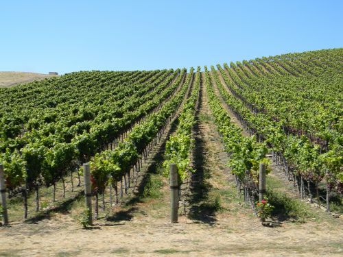 Vynuogynas, Kalifornija, Vaizdingas, Vyno Fabrikas