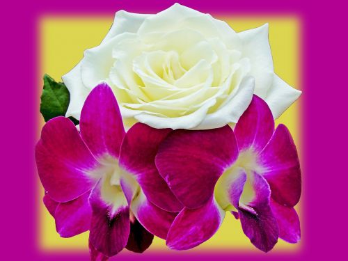 Derliaus Gėlės, Orchidėja, Rosa