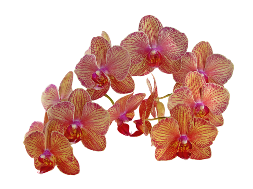 Derliaus Gėlės, Orchidėja, Gėlė