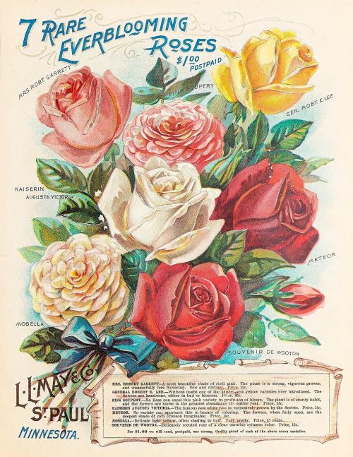 Derliaus Rožės, Sėkla, Katalogas, Rožės, Gėlės, Nuotrauka, Vintage