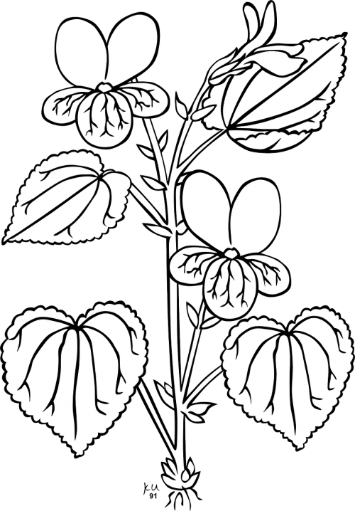 Altas, Augalas, Gėlės, Žydi, Žiedai, Juoda Ir Balta, Lapai, Violaceae, Nemokama Vektorinė Grafika