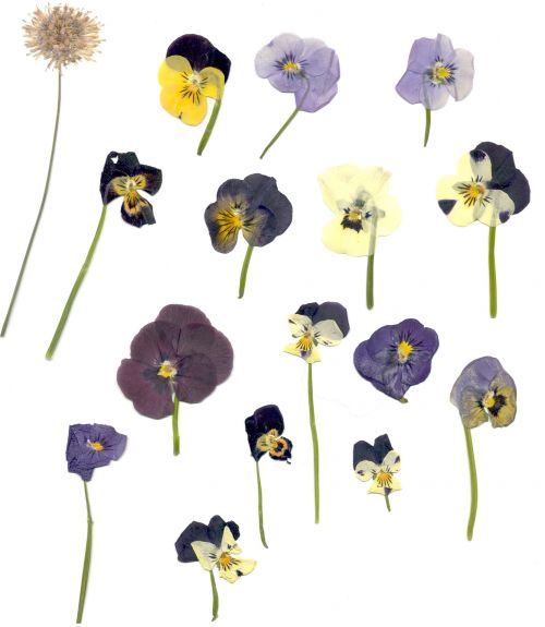 Gėlė,  Violetinė & Nbsp,  Augalas,  Pansy,  Prispaustas,  Džiovintas,  Alavijo Gėlė