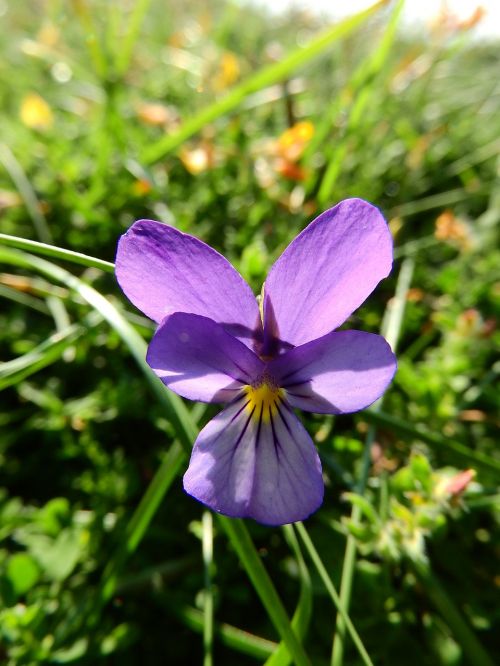 Violetinė, Gėlė, Violetinė, Purpurinė Gėlė, Makro