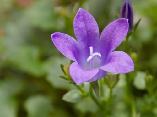 Violetinė, Violaceae, Gėlė